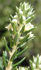 Phylica axillaris axillaris