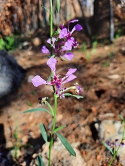 Clarkia mosquinii
