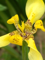 Trimezia steyermarkii