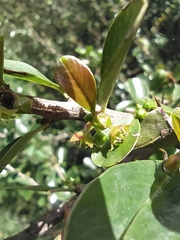 Condalia thomasiana
