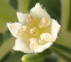 Phylica axillaris axillaris