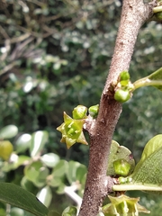 Condalia thomasiana