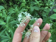 Thalictrum