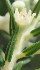 Phylica axillaris axillaris