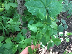 Thalictrum