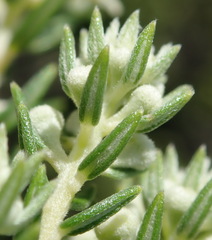 Phylica axillaris axillaris