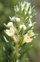 Phylica axillaris axillaris