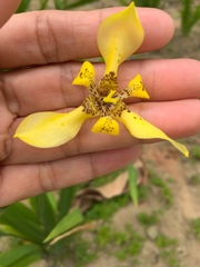 Trimezia steyermarkii