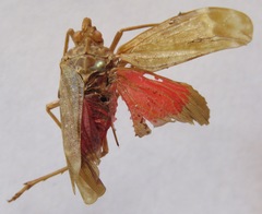 Enchophora sanguinea