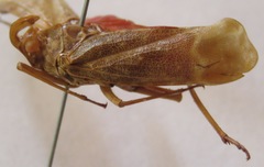 Enchophora sanguinea