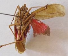 Enchophora sanguinea