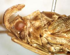 Enchophora sanguinea