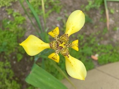 Trimezia steyermarkii