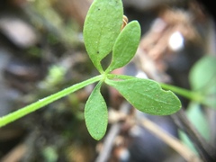 Galium