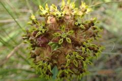 Asclepias macropus