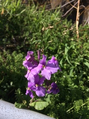 Orychophragmus violaceus