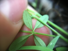 Galium