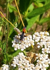 Cylindromyia brassicaria