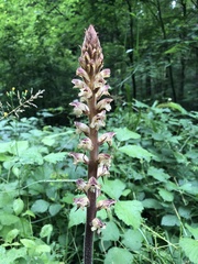Orobanche reticulata