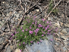 Chamaenerion colchicum