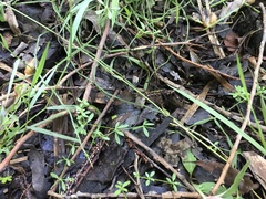 Galium