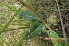Asclepias macropus