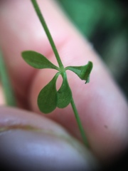 Galium