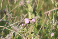 Bombus fervidus
