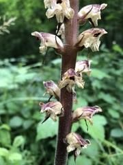 Orobanche reticulata