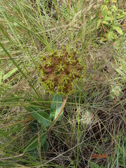Asclepias macropus