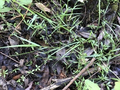 Galium