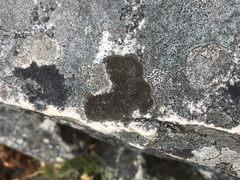 Protoparmelia