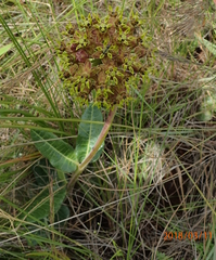 Asclepias macropus