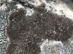 Protoparmelia