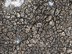 Protoparmelia