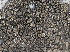 Protoparmelia