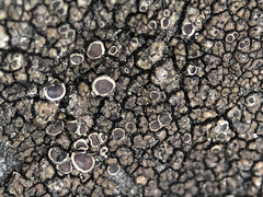Protoparmelia