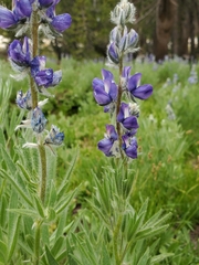 Lupinus covillei
