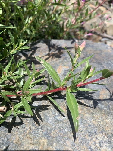Chamaenerion colchicum