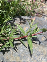 Chamaenerion colchicum