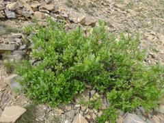 Salix alpina