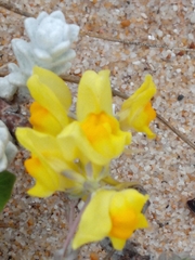 Linaria polygalifolia