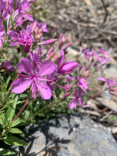 Chamaenerion colchicum