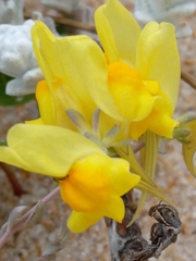 Linaria polygalifolia
