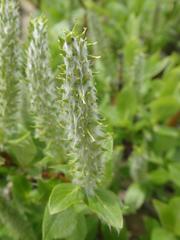 Salix alpina