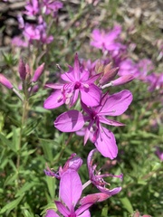 Chamaenerion colchicum