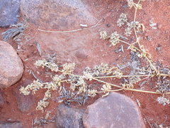 Gisekia pharnaceoides