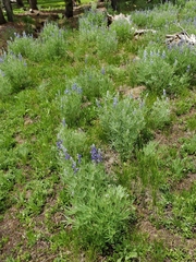 Lupinus covillei