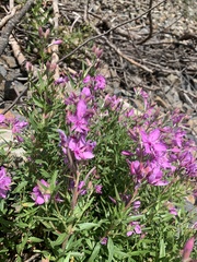 Chamaenerion colchicum