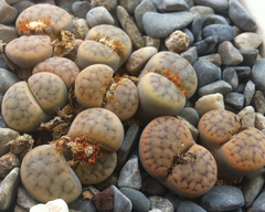 Lithops
